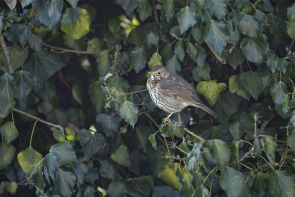 Song thrush (Turdus philomelos) adult garden bird in an Ivy tree in winter, England, United Kingdom