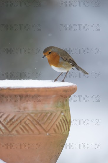 European robin (Erithacus rubecula) adult garden bird on a snow covered plant pot in winter, England, United Kingdom