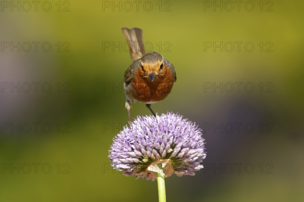 European robin (Erithacus rubecula) adult garden bird on an Allium flower in summer, England, United Kingdom