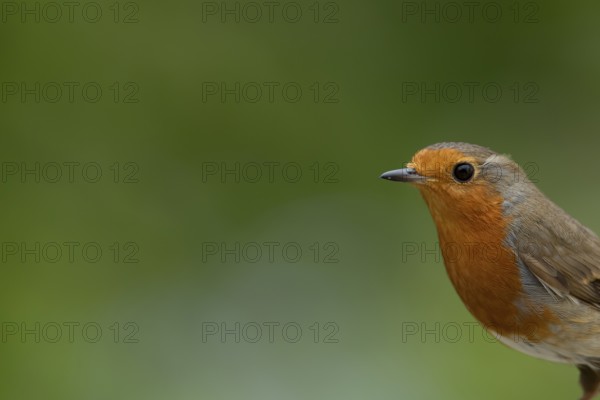 European robin (Erithacus rubecula) adult garden bird head portrait, England, United Kingdom