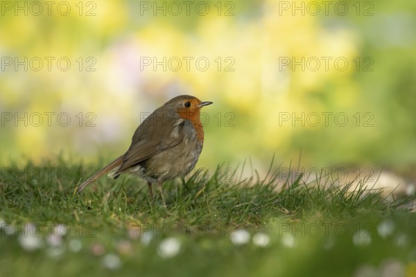 European robin (Erithacus rubecula) adult garden bird on a grass lawn in spring, England, United Kingdom