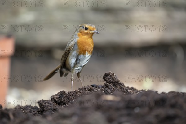 European robin (Erithacus rubecula) adult garden bird on a pile of soil in summer, England, United Kingdom