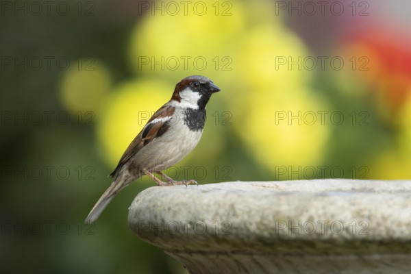House sparrow (Passer domesticus) adult male garden bird on a bird bath in summer, England, United Kingdom