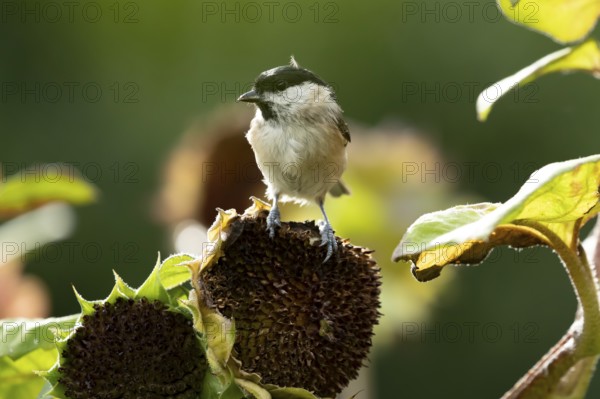 Marsh tit (Poecile palustris) adult garden bird on a sunflower plant seedhead in summer, England, United Kingdom