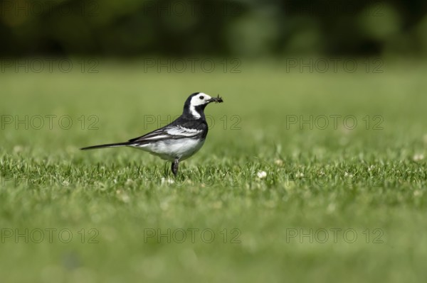 Pied wagtail (Motacilla alba) adult bird on a garden grass lawn with insects in its beak for food in summer, England, United Kingdom