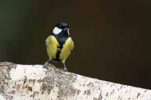 Great tit (Parus major) adult garden bird on a silver birch tree log, England, United Kingdom
