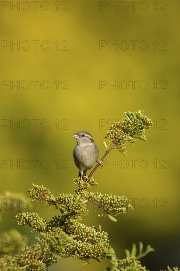 House sparrow (Passer domesticus) adult female garden bird on a shrub in summer, England, United Kingdom