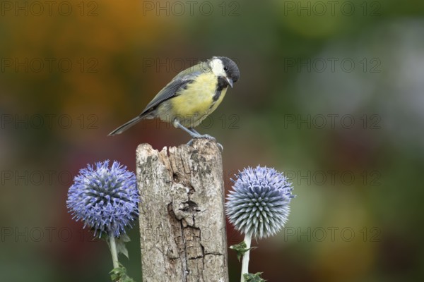 Great tit (Parus major) adult garden bird on a wooden post in summer, England, United Kingdom