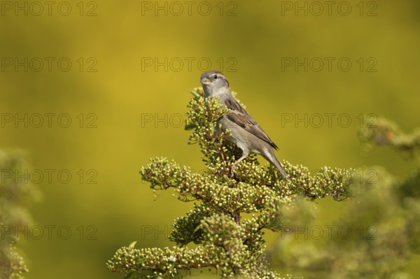 House sparrow (Passer domesticus) adult female garden bird on a shrub in summer, England, United Kingdom