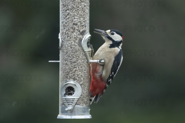 Great spotted woodpecker (Dendrocopos major) adult garden bird feeding on sunflower seed hearts from a bird feeder in winter, England, United Kingdom