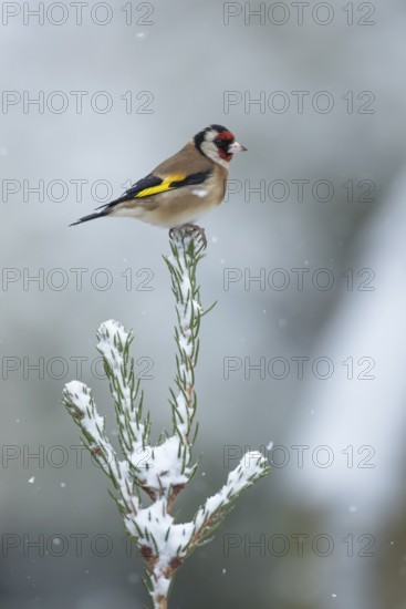 European goldfinch (Carduelis carduelis) adult garden bird on a snow covered Christmas spruce tree in winter, England, United Kingdom