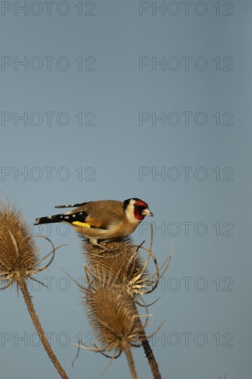 European goldfinch (Carduelis carduelis) adult garden bird on a Teasel plant seedhead in winter, England, United Kingdom