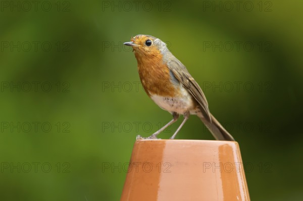 European robin (Erithacus rubecula) adult garden bird on a plant pot, England, United Kingdom
