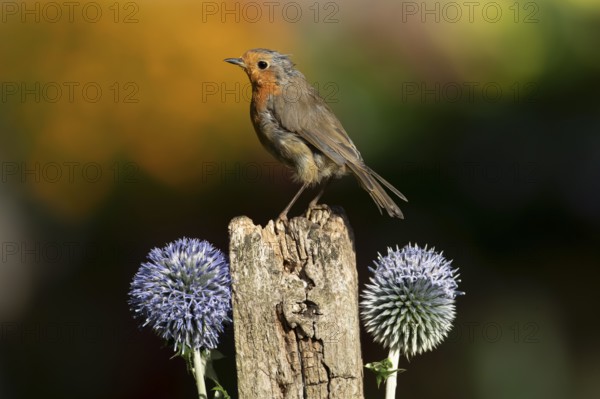 European robin (Erithacus rubecula) adult garden bird on a wooden post in summer, England, United Kingdom