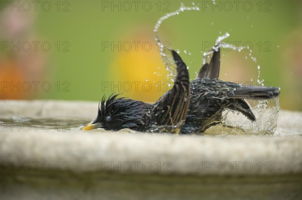European starling (Sturnus vulgaris) adult garden bird washing in a bird bath in spring, England, United Kingdom