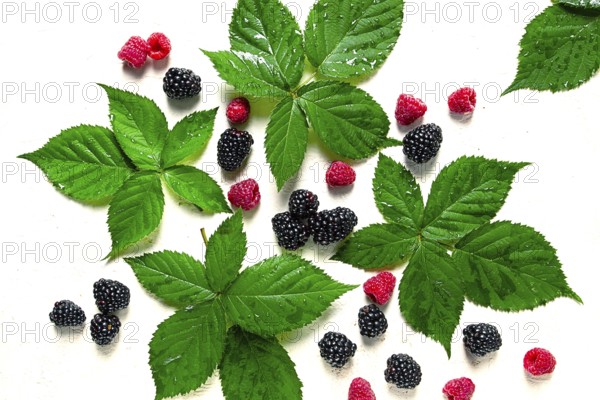 Fresh blackberries and raspberries, with foliage, top view, on a light background, no people