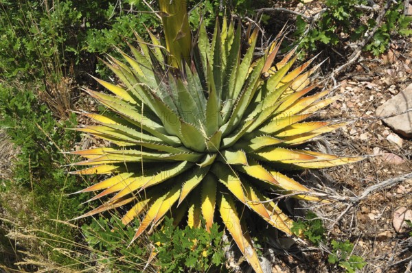Green and yellow leaves of a Utah agave (Agave utahensis) in a natural, dry environment, Grand Canyon National Park, Arizona, USA