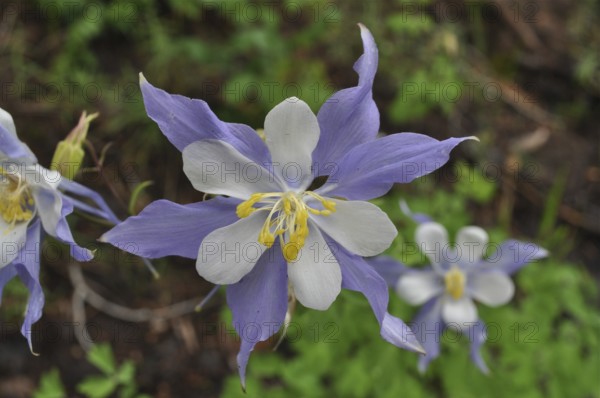 Close-up of a purple flower with white accents and yellow stamens, Rocky Mountains columbine (Aquilegia coerulea), against a blurred background, Grand Canyon National Park, Arizona, USA