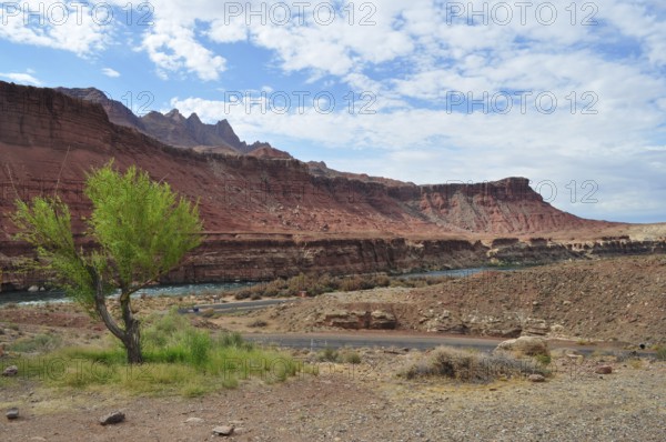 Rocky desert landscape with a river, Colorado River, and a single tree near a road, Grand Canyon National Park, Arizona, USA