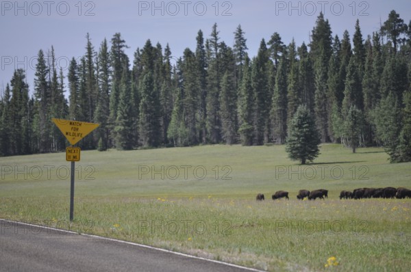 Herd of buffalo, American Bison (Bos bison), in a meadow next to a road with a warning sign, Grand Canyon National Park, Arizona, USA