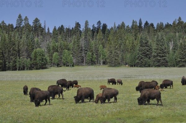 Herd of bison, American Bison (Bos bison), grazing peacefully in a large meadow near the forest, Grand Canyon National Park, Arizona, USA