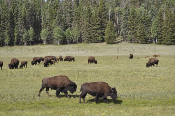 Two bison, American Bison (Bos bison), grazing in a spacious meadow in front of a dense forest, Grand Canyon National Park, Arizona, USA