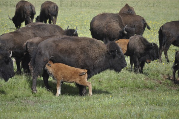 Bison calf sucking on its mother, American Bison (Bos bison), on a green meadow, Grand Canyon National Park, Arizona, USA