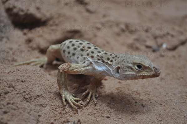 Close-up of a spotted lizard, leopard iguana (Gambelia wislizenii), in the sandy desert environment, Antelope Canyon, Navajo Nation Reservation, Lake Powell Tribal Park, Arizona, USA