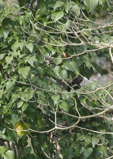 Blackbird (Turdus merula), male, eating ivy berries (Hedera helix), North Rhine-Westphalia, Germany