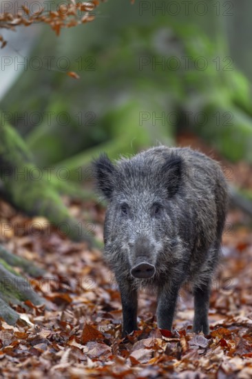Wild boar (Sus scrofa) in autumn forest, autumn, autumn colours, Germany
