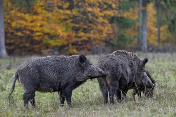 Through scent marks on themselves or on objects, conspecifics of an animal species receive a wide variety of information, this also happens between animals of the same sex, such as these two wild boar (Sus scrofa), physical contact, social behaviour, smell, sniffing, Germany