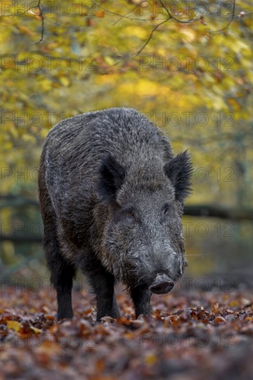 A wild boar (Sus scrofa) has sought out a quiet beech forest and is rummaging through the leaves for food, autumn, autumn colours, Germany