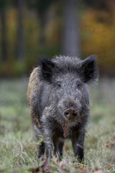 Wild boar (Sus scrofa) on a forest meadow, autumn, autumn colours, Germany
