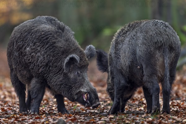 Wild boar (Sus scrofa) testing the readiness of a female to mate, autumn, autumn colours, mating season, Germany