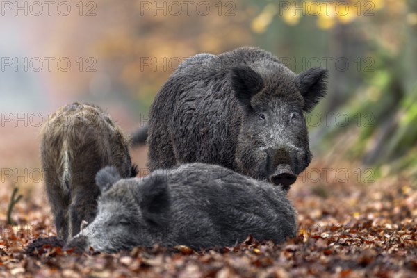 A wild boar boar (Sus scrofa) tests the mating readiness of a female while a young boar lingers next to it, autumn, autumn colours, mating season, Germany