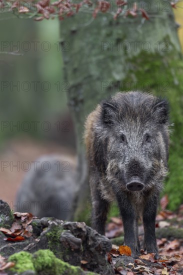 The male offspring of the wild boar (Sus scrofa) is called the wild boar boar in the first 2 years of life, at the age of 8 - 15 months they leave the herd, autumn, autumn colours, Germany