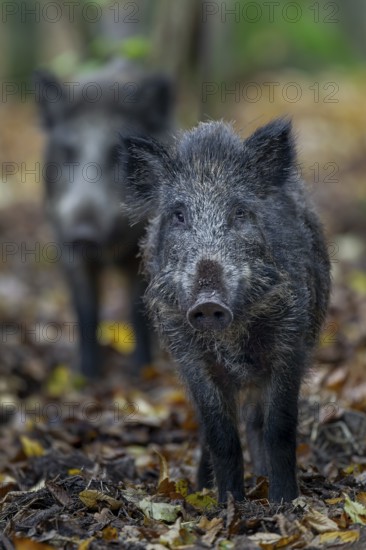 Two wild boar (Sus scrofa) follow the pack on a game trail, autumn, autumn colours, Germany