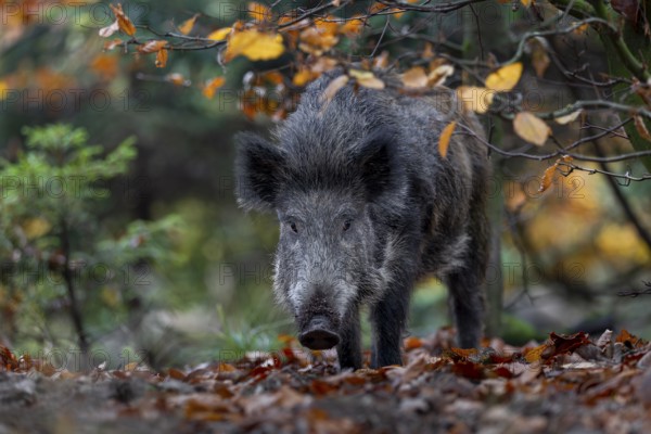 A wild boar (Sus scrofa) curiously observes the photographer lurking on the ground, autumn, autumn colours, Germany