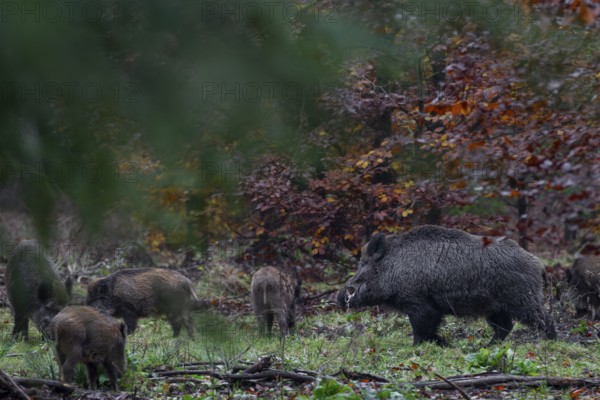 A wild boar boar (Sus scrofa) with saliva foam on its mouth approaches a brook looking for food with its young in a forest clearing during the mating season, autumn, autumn colours, mating season, Germany