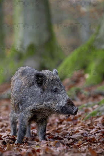 At the edge of the forest, a wild boar (Sus scrofa) forages for beechnuts under beech trees, Germany