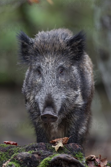 Portrait of an 8 - 9 month old wild boar (Sus scrofa), autumn, autumn colours, Germany