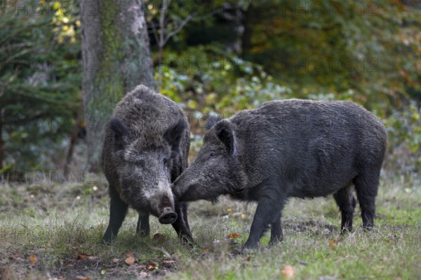 A wild boar (Sus scrofa) seeks contact with another wild boar in the herd, physical contact, social behaviour, Germany