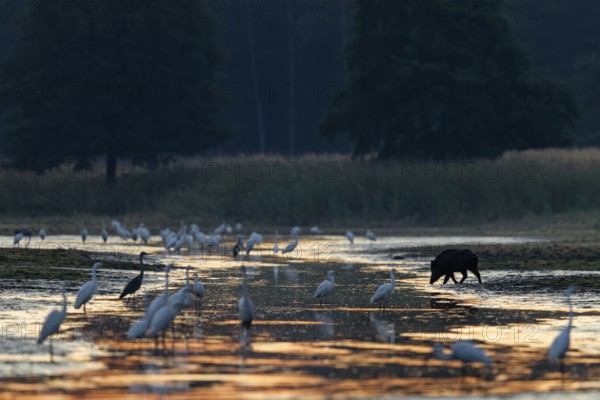 Wild boar (Sus scrofa) crossing a pond and being observed by great egrets (Ardea alba) and grey herons (Ardea cinerea), Morgenrot, Germany