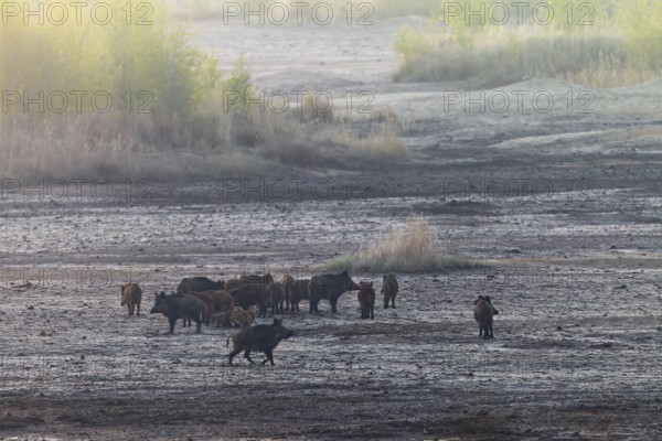After the pack of wild boar (Sus scrofa) has stopped, the mother animals back up in all directions, especially the female standing in the foreground appears very alert and determined, vigilant, combative, Germany