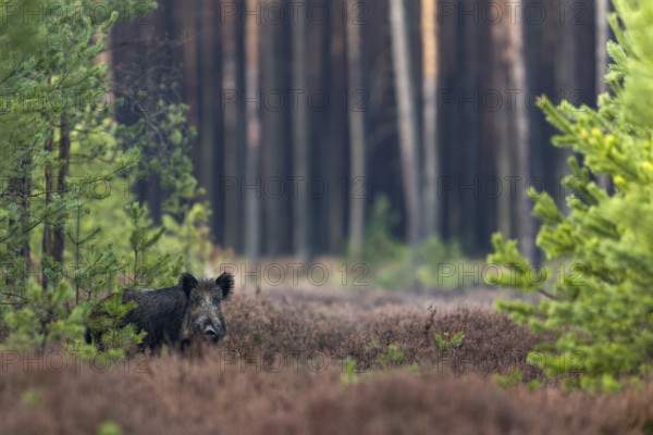 After missing this wild boar (Sus scrofa) on my first attempt to photograph it, I at least managed a photo on my second attempt, albeit 10 metres further away, Germany