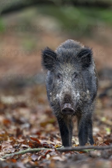 A wild boar (Sus scrofa) curiously observes the photographer, autumn, autumn colours, Germany