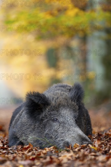 A wild boar (Sus scrofa) resting in a beech forest, autumn, autumn colours, Germany