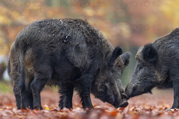 While two wild boar (Sus scrofa) make contact with each other, a boar joins them, autumn, autumn colours, mating season, Germany
