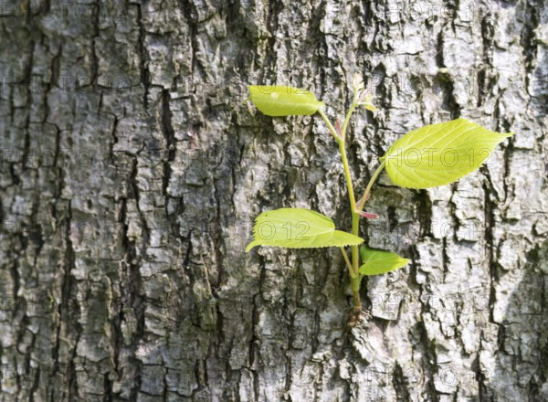 A new branch and fresh, green leaves sprouting from the bark, bark on the trunk of an old lime tree, summer lime tree (Tilia platyphyllos), also summer lime tree or large-leaved lime tree, sunlight, sunny, sunny, light, May, May green, renewal, spring, spring, sprout, growth, growing, tree trunk, structure, structures, close-up, macro, macro shot, detail, close-up, Allertal, Heidekreis, Lower Saxony, Germany