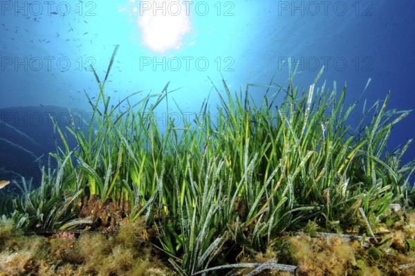 Underwater photo Partial view of seagrass meadow of Neptune grass (Posidonia oceanica) stores carbon Indicators of good water quality, Mediterranean Sea